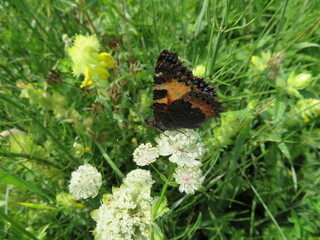Schmetterling Kleiner Fuchs