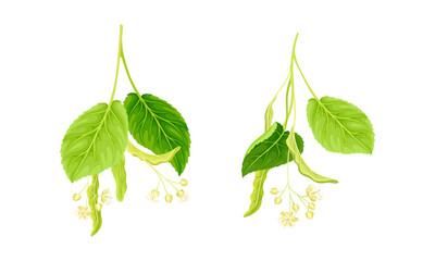 Linden tree twigs with white delicate flowers and green leaves set vector illustration
