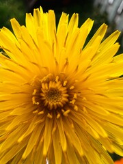 Dandelion closeup