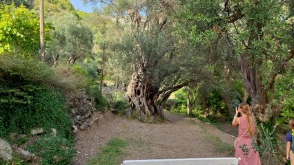 A woman and her son visit the Old Olive Stara Maslina a famous tourist attraction. Its said that it is 2000 years old. Travel to Montenegro concept