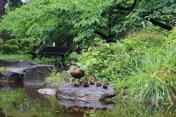 カモの親子2