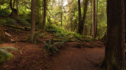 Obraz premium Ferns and moss-covered boulders and logs on BC forest trail