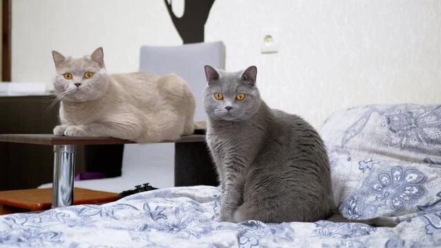 Two Gray Fluffy Cats are Sitting on Bed, Watching the Movement of the Object. Adorable, curious, purebred domestic cats with green eyes are relaxing in the room, playing with the owner. Curious pets.