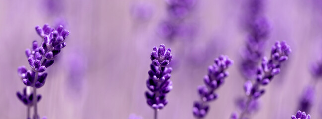 Blooming fragrant lavender flowers on a field..