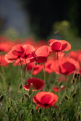 Field of poppy flowers papaver rhoeas in spring.