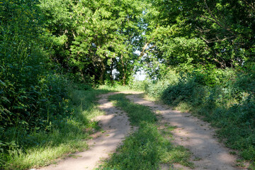 Summer rural forest landscape