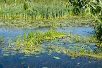 Summer rural landscape