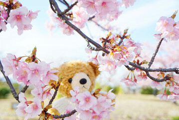 桜が気になるくまさん