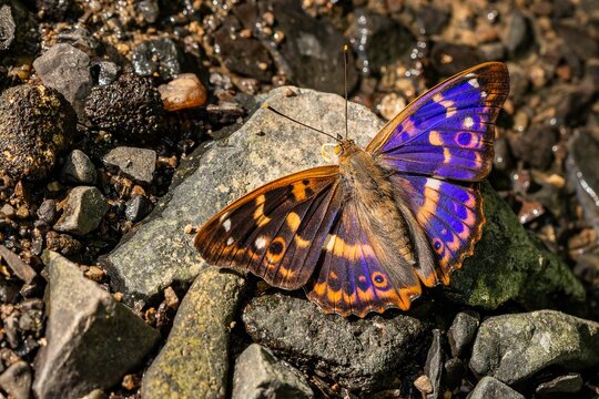 Close up image of a colorful, shiny red, orange, brown and blue male butterfly, the lesser purple emperor, sitting on a grey stone with its wings open. Bright sunny summer day at a brooke.