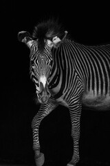 zebra black and white