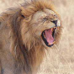 Lion roaring