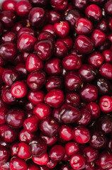 Lots of cherries in a pile. Background from cherries.