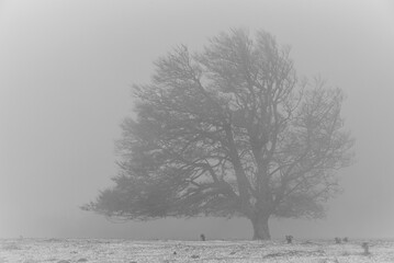 Tree in the fog