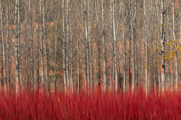 Ca&ntilde;amares red