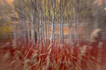 Ca&ntilde;amares blured