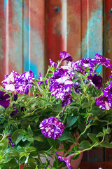 Obraz premium Close up view of purple white petunia flowers in front of a colored wall
