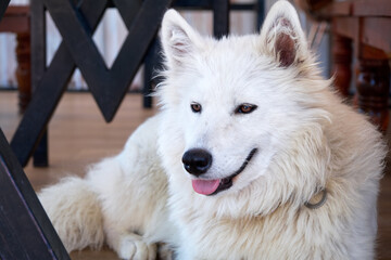 Obraz premium White domesticated arctic wolf lying down and resting on the floor.