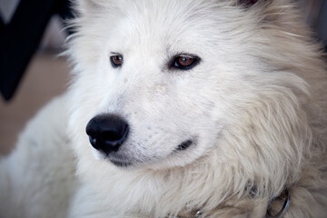 Fototapeta premium Close up portrait of a white domesticated arctic wolf.