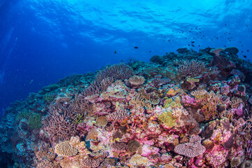 珊瑚　水中　沖縄