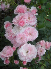 bukiet różowo-białych róż 