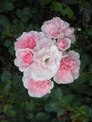 bukiet różowo-białych róż 