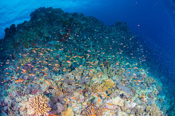 沖縄　粟国島　珊瑚　