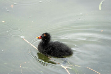 
close up portrait of a cute moorhen chick swimming in the river	