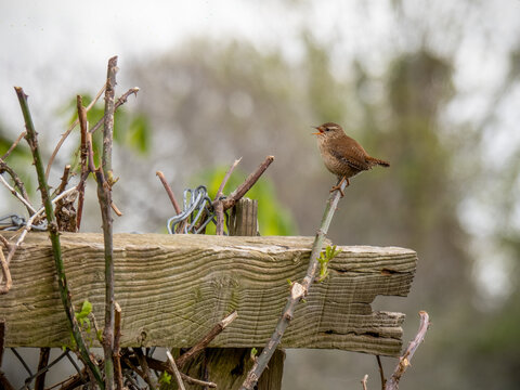 Wren, Troglodytes troglodyte, singing on twig in springtime. UK.