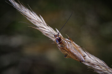 A dusky cockroach (Ectobius)