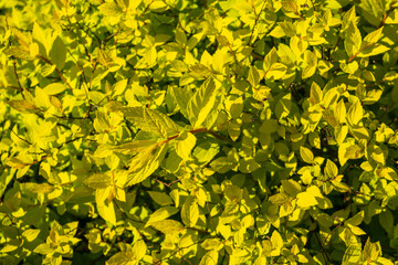 Green Leaf Texture Background