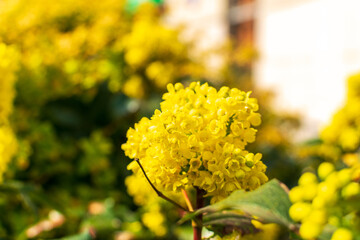Spring Yellow Flowers of Mahonia