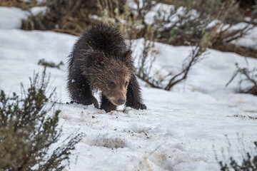 Obraz premium Grizzly bear cub