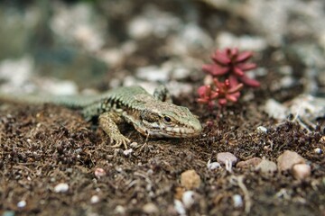colourful lizard on the stone and dirt