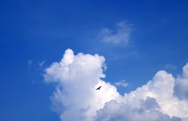 Fluffy White Clouds Floating on Vivid Blue Sky with a Silhouette of Flying Bird