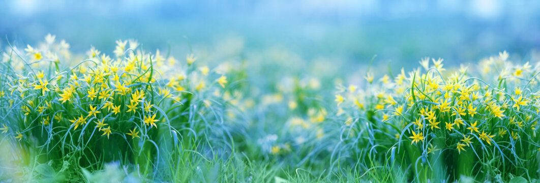 spring yellow flowers goose onions (Gagea) on meadow close up, natural blurred abstract background. Beautiful dreamy floral image of nature. Green field with yellow flowers. spring season. banner