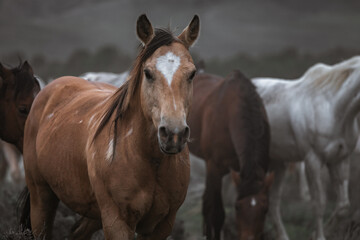 Beautiful herd of Western ranch horses running on dusty road being driven to summer pastures