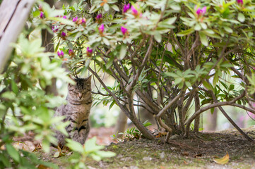 日本の公園の花壇に暮らす可愛らしい子猫