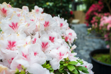 Beautiful blooming white-pink rhododendron in a greenhouse, against a blurred background of other flowers.