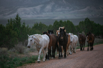Obraz premium Beautiful herd of Western ranch horses running on dusty road being driven to summer pastures