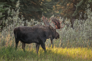 moose in the field