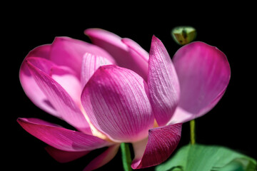 pink lotus flower