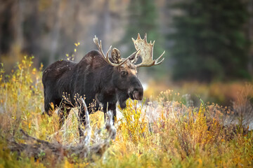 bull moose in park