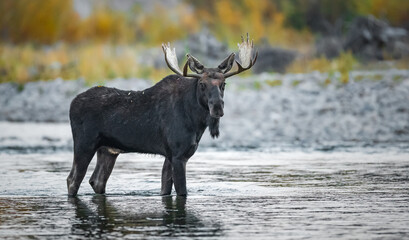 Bull Moose standing in water