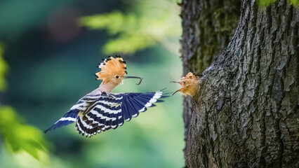 Crested Hoopoe Upupa epops feeds a chick in a natural nest. © Jiří Fejkl