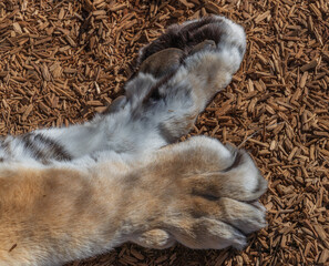 Tiger Paws