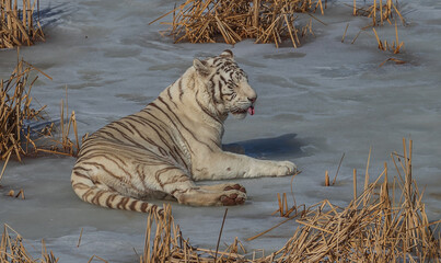 White Tiger