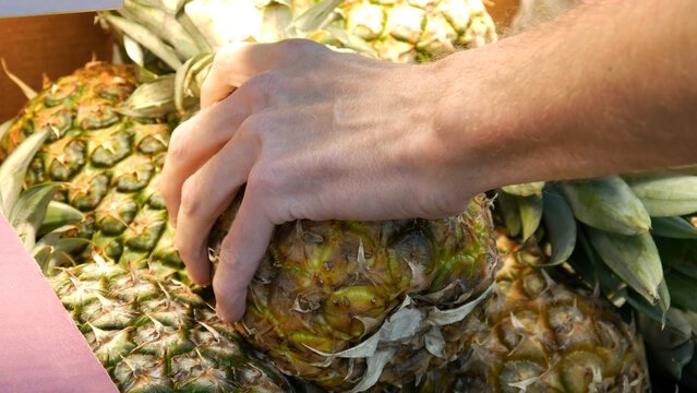 Close-up of many beautiful ripe pineapples in a trading box and a male hand takes one