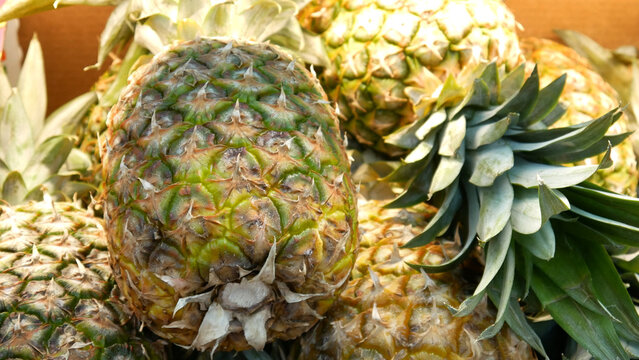 Close-up of many beautiful ripe pineapples in a trading box