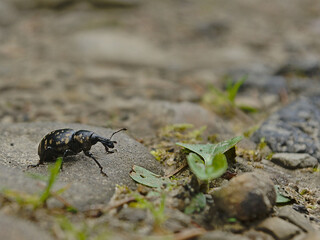 Insects found among greenery in Poland.