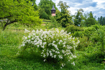 D, Bodensee, Sommermorgen auf der Blumeninsel Mainau; Rosenstrauch Rosae Hollodonta, Heimat China,...